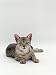 Domestic Cat, Female Silver Egyptian Mau Lying Photographic Poster Print by Jane Burton, 12x16