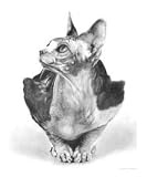 Sphynx Cat Animals Giclee Poster Print by Lisandro Pena, 16x20