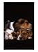 Basset Hound Puppies Sleeping Animals Photographic Poster Print by Keith Black, 18x24