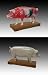 Acupuncture Pig Model