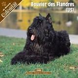 2008 Bouvier Des Flandres (US) 2008 16 Month Wall Calendar **IN STOCK NOW**