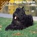 2008 Bouvier Des Flandres (US) 2008 16 Month Wall Calendar **IN STOCK NOW**
