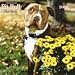 Pit Bull Terriers 2009 Calendar, 12x12