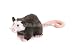 Wildlife / Domestic Animals : Opossum 10