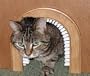 Cat Hole Pet Door