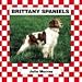 Brittany Spaniel (Murray, Julie, Dogs. Set V.)