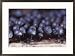 A slime mold sporangia of the genus Lamproderma, on dead wood Photography Framed Art Poster Print by Stephen Sharnoff, 29x21