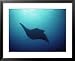 Manta Ray, Yap Islands, Caroline Islands, Micronesia National Geographic Collection Framed Art Poster Print by Joe Stancampiano, 31x25