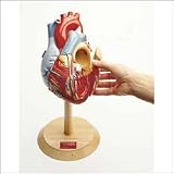 Giant Heart Of America Model