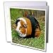 Guinea Pig - Guinea Pig - Greeting Cards-12 Greeting Cards with envelopes