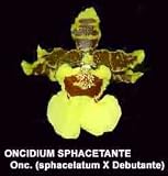 Oncidium sphacelatum