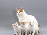 Domestic Cat, Turkish Van Mother with Three Kittens Photographic Poster Print by Jane Burton, 16x12
