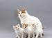 turkish van - Domestic Cat, Turkish Van Mother with Three Kittens Photographic Poster Print by Jane Burton, 16x12