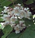 Northern Catalpa, 5-6 Foot Tree