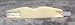 CERVICAL COLLAR FOAM 3