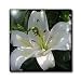 White Lily - may birth flower, birth flower, lily, lilies, lilium, flowering plants, plants - 8 Inch Ceramic Tile