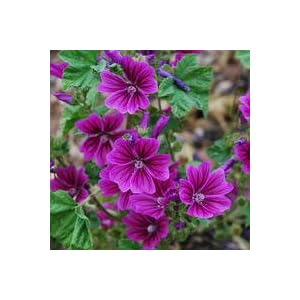 Malva Braveheart
