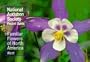 National Audubon Society Pocket Guide to Familiar Flowers: West (National Audubon Society Pocket Guides)