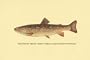 Canvas Print, The Brook Trout (Adult Female) - 12x18