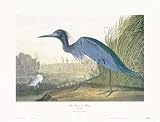Blue Crane or Heron by John James Audubon 24.00X16.25. Art Poster Print