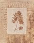 Autumn Texture I Art Poster by Katrina Craven - 16" x 20"
