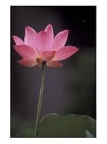 Lotus Flower in Bloom, Cambodia Photographic Poster Print by Russell Young, 12x16