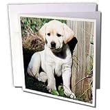 Dogs Labrador Retriever - Cute Yellow Lab Puppy - Greeting Cards-6 Greeting Cards with envelopes