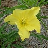 Missouri Evering Primrose (Oenothera missouriensis) - Jumbo Wildflower Seed Packet