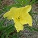 Missouri Evering Primrose (Oenothera missouriensis) - Jumbo Wildflower Seed Packet