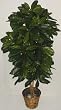 5' Real Wood Schefflera Bush