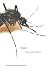 Book Mosquito: The Story of Man's Deadliest Foe