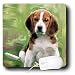 beagle13 - Dogs Beagle Beagle Puppy Mouse Pads