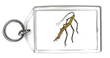 Keychain with walking, insect, stick, bug, brown