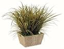 Beach Grass