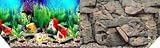 30H Hawaii Blue/Rocky Background 50ft