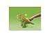 Fisher-Price Imaginext Surge the Frilled Raptor
