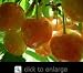 Royal Ann Cherry Tree Five Gallon