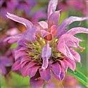 Organic Lemon Bergamot 100 Seeds