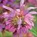 Organic Lemon Bergamot 100 Seeds