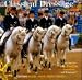 Classical Dressage Equivision Multimedia Screensaver