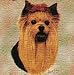 Yorkshire Terrier Woven Lap Square (Yorkie Throw Blanket)