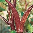 Organic Red Velvet Okra - 50 Seeds