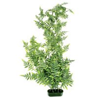 Buy Tory Fern – Giant – 36 in.