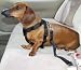 Pet Supplies : Car Safety Harness - Extra Small