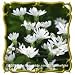 White Upland Aster (Aster ptarmicoides) Jumbo Wildflower Seed Packet (2000)