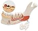 Advanced Half Lower Jaw Model with 8 diseased teeth, 19 part