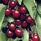 English Morello Pie Cherry Tree Five Gallon