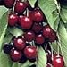 English Morello Pie Cherry Tree Five Gallon