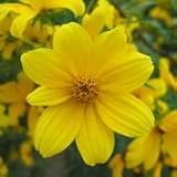 Swamp Marigold (Bidens aristosa mutica) - Jumbo Wildflower Seed Packet