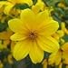 Swamp Marigold (Bidens aristosa mutica) - Jumbo Wildflower Seed Packet